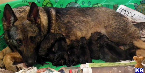 Puppies in Marble hill